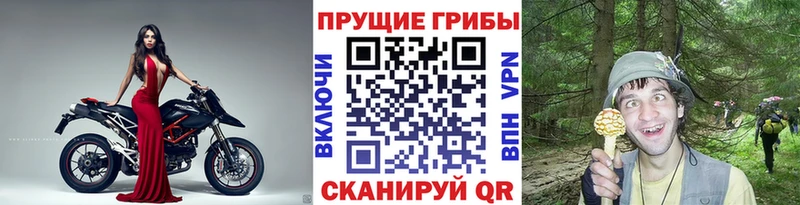 Галлюциногенные грибы Cubensis  Купить  Светлый 